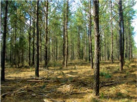 After Thinning